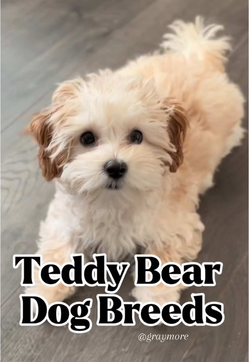 Teddy bear dog breeds #teddybeardog #dog #dogsoftiktok #dogsofttiktok #doggo #dogtok #doglife #doglovers #fyp #foryou #foryoupage #fyppppppppppppppppppppppp 