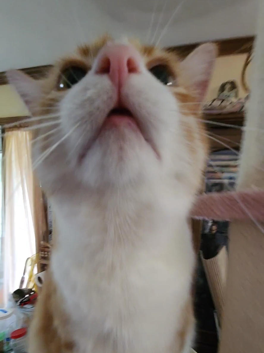 JOIN THE DISCORD LINK IN BIO‼️ cat video so feel free to :3 mailbox my big fat cat approves of this floor to ceiling cat tower. I'm honestly supprised that she likes it and is actually able to use it #DefundMakeawish #freemailbox #freeterrance  #fyp       #catsoftiktok 