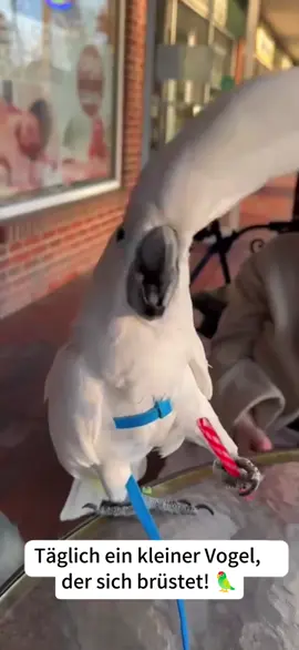 Täglich ein kleiner Vogel, der sich brüstet! 🦜✨💃#cockatoos #viralbird #parrot #parrotsings #funnypets 