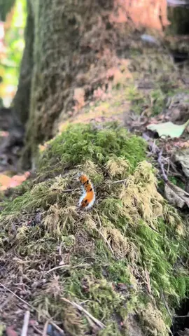 Little creature in the woods, searching for a heart crystal  