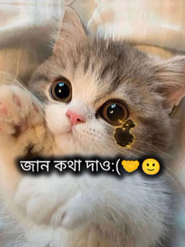 জান কথা দাও 🤝