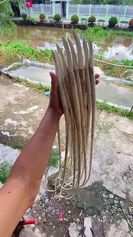 lên màu #xhuongtiktok#khmer#đuaghengosoctrang#duaghengo#xhtiktok 