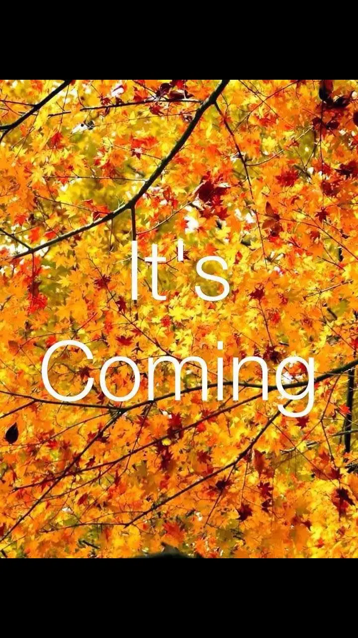 I absolutely love autumn!!! #autumn #fall #leaves #trending #fyp 