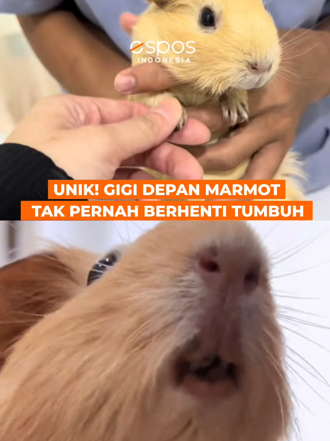 Tahukah kamu? Gigi depan marmot tidak pernah berhenti tumbuh! Ini adalah trik alami yang menjaga mereka tetap mampu mengunyah rumput dan tanaman keras tanpa takut gigi aus. Setiap hari mereka “mengasah” giginya lewat aktivitas mengunyah, kalau tidak, giginya bisa terlalu panjang dan justru mengganggu makan. Fenomena unik ini juga dimiliki kelinci dan tikus. Dari marmot kita belajar, menjaga keseimbangan itu penting—bahkan sekadar mengunyah pun jadi kunci bertahan hidup. Konsistensi kecil setiap hari bisa jadi cara untuk tetap sehat, tajam, dan siap menghadapi dunia. #marmot #gigimarmot #faktaunik #tahukahkamu #pengetahuan #faktamenarik