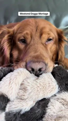 Repost so more people can see Mater boy 💜 #dog #goldenretriever #doglife #cute #pet 