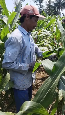petani jagung muslim wajib sunat #fyp #pembenihan #petanimelenial👍💪💪 #petaniindonesia🇮🇩🇮🇩🇮🇩🌿🌿 