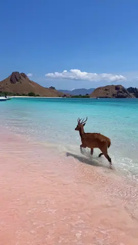 pantai + lagu timur = ❤️❤️ ##padarisland #padahariini #labuanbajoindonesia 