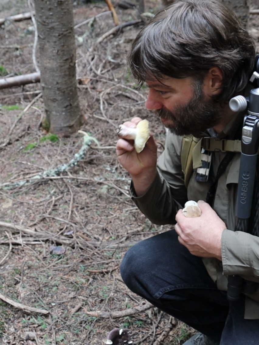 Mushroom expert and renowned author, Noah Siegel, gives me the lowdown on edibility of some of the Russula mushrooms. #russula #mushrooms #wildmushrooms 