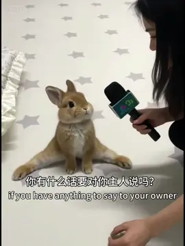 比个心🫰#兔子 #bunny #rabbit #cute #兔兔 