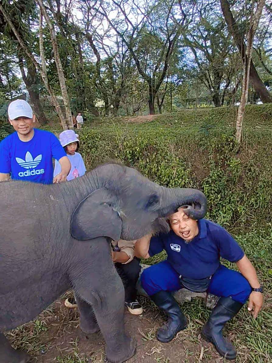 bnr2 gabisa diem si nisa🤏  mahoutny di kokop ga tuh🤣 #nisagajahlampung #selebjah #waykambasnationalpark #waykambas #fyp 
