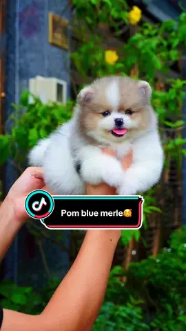 Pom blue merle bé trai #phocsoc #pom #pomeranian #pomxinhsaigon #pommini 