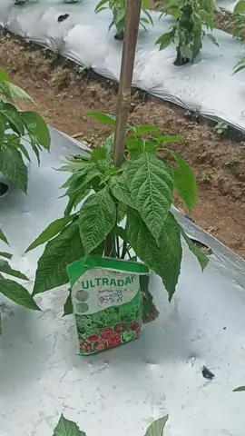 🌱 Menanam adalah doa yang dititipkan pada tanah 💧 Setiap tetes air adalah harapan ☀️ Setiap cahaya adalah restu langit 🍃 Dan setiap tunas yang tumbuh adalah jawaban waktu. #petanimuda #polybegtanaman #petanicabe🌶 