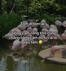 Nhưng cái lỗ ấy ai cũng từng xài, ôm vào chỉ rước bệnh, chứ báu bở gì mà ham. #cakhiaHaiHuoc #sttviral #tamtrangcutoe #danonghamchoi #tieuTamDrama