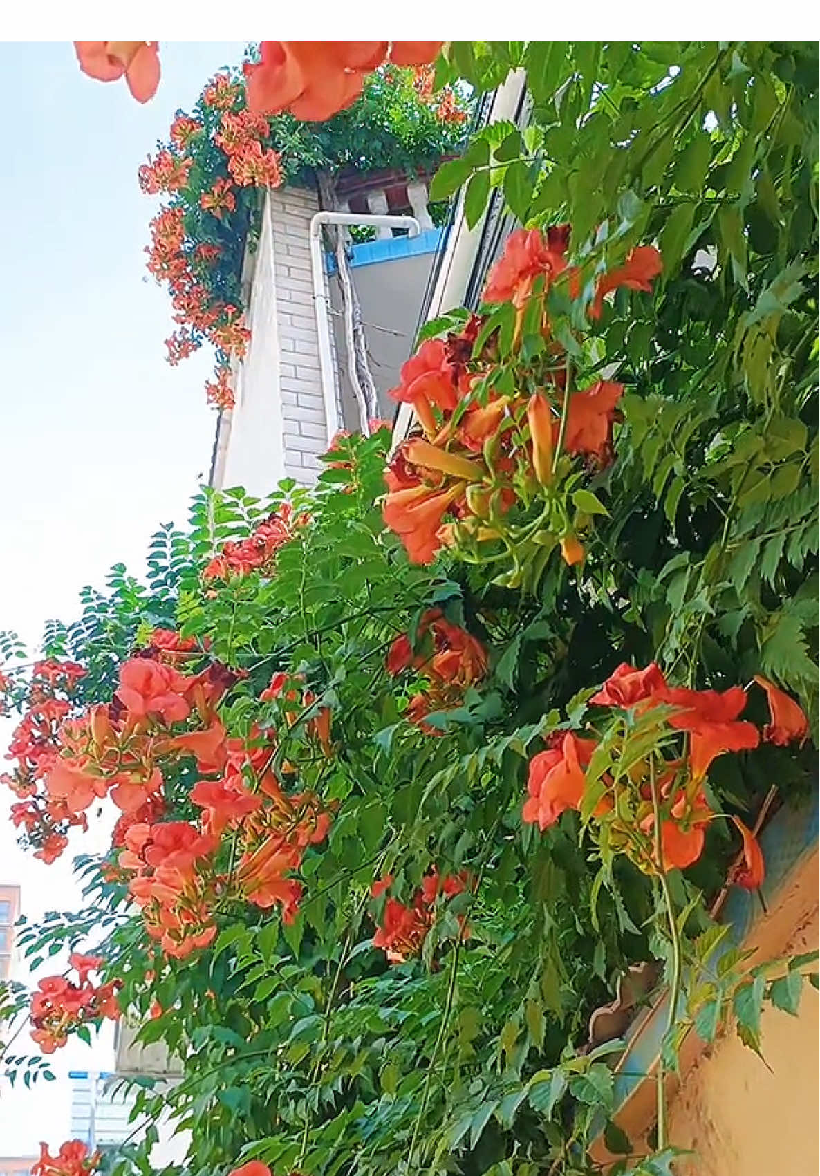 Hoa Đăng Tiêu🌸🌸 Sắc cam rực rỡ 1 góc trời🥰 #hoadep #hoacaycanh #hoaleogian #hoabancong #hoadangtieu 