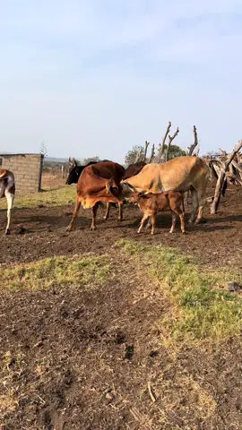 #imfuyoyasekhaya #farmerslife #zulutiktok #emakhaya 
