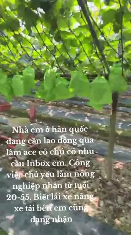 #xuhuongtiktok #nongnghiep #nongdan #hanquoc #xuatkhaulaodong Mọi người liên hệ fb em ở phần tiểu sử nhé