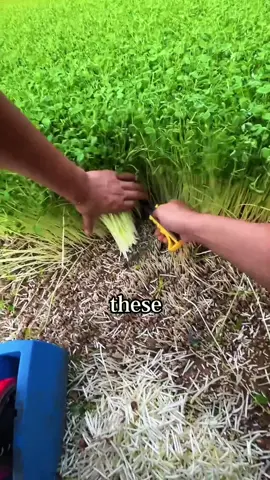 What kind of plant is this#popular #plant 