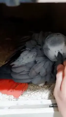#pets #africangreyparrot #parrotsoftiktok #fyp #viral 