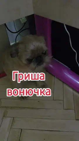 #grisha #гриффон #собака #собакадругчеловека #мойпитомецзвезда #гриша #dog #смешныеживотные 