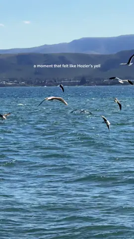 A moment that felt like Hozier’s yell 🥹🐋 #travel #whalewatching #southafrica #capetown 