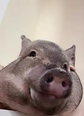 Describe this piggy in one word🤩 #fyp #potbellypig #baby 