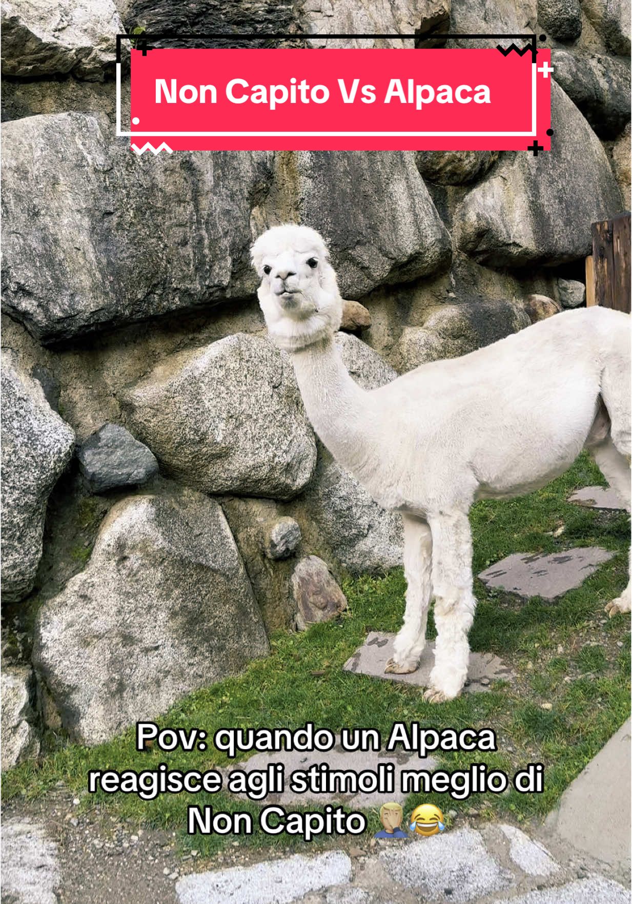 Alpaca Vs Non Capito 🦙😂 #avvvsgrace #neiperte #perteee #risatepertutti #perte 