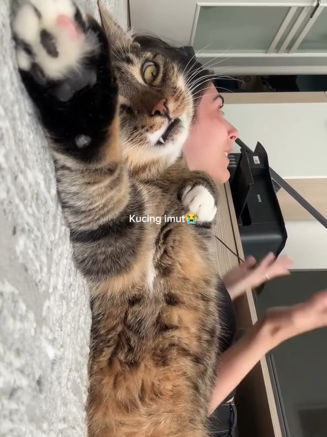 asupan bahagia tiap saat #kucinglucu #kucing #comedy #funny #meme 