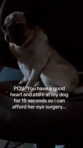 She looks so sad and it breaks my heart :( We are 330 of 2,050 of mocha getting her eye surgery, unfortunately we still have a long way to go before she can get her surgery. If you wish to donate, My cashapp, paypal and go fund me are all in my bio. Tiktok is my last resort. please like, comment and share to boost. Anything is helpful ❤️ #fyp #foryou #viral #tiktokviral #puppy 
