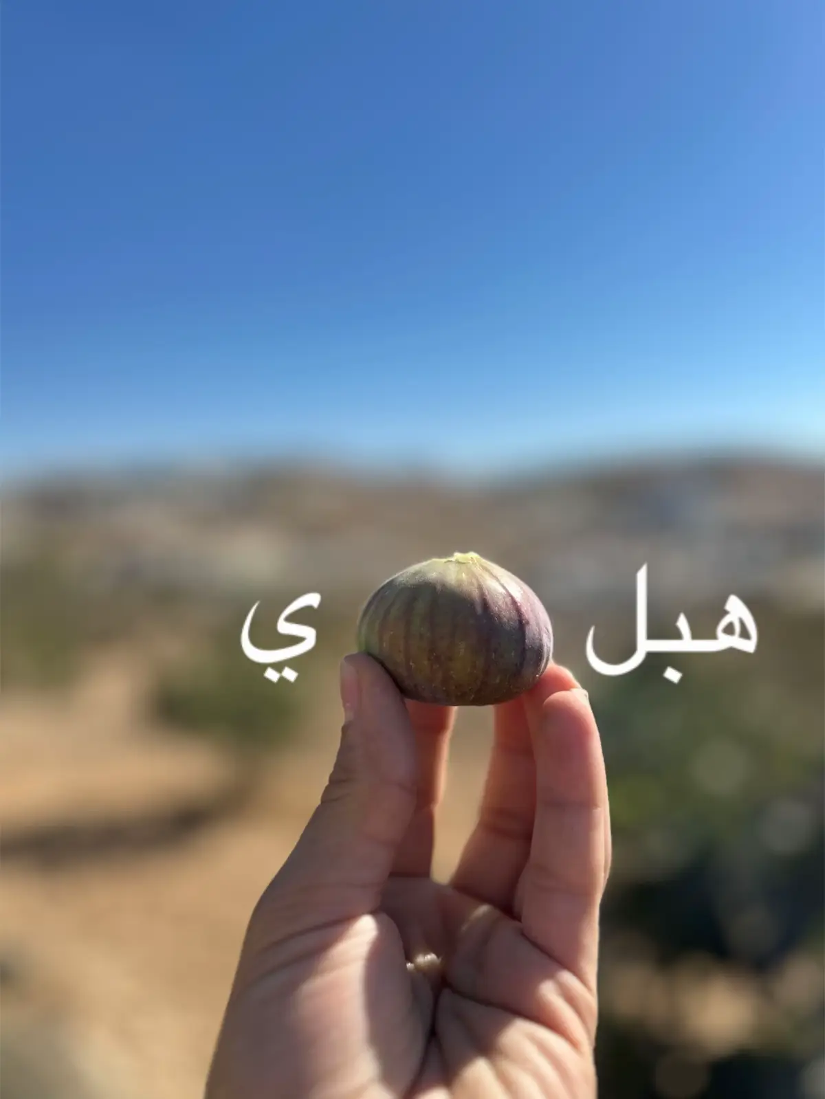 اعطوني كلمات يتوصتها تين #فلسطين🇵🇸 #تين #hebron #2025 #اللهم_صلي_على_نبينا_محمد 