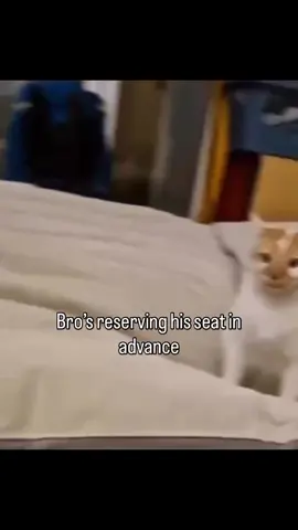 Bros reserving his seat in advance😭 #fyp #memes #funny #viral #cats #cat 
