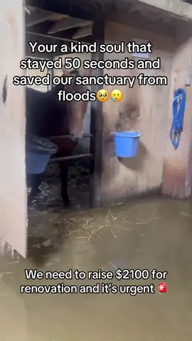 Your a kind soul that stayed 50 seconds and saved our sanctuary from floods🥹🥲#fyp #viral #goviral #horses #london 