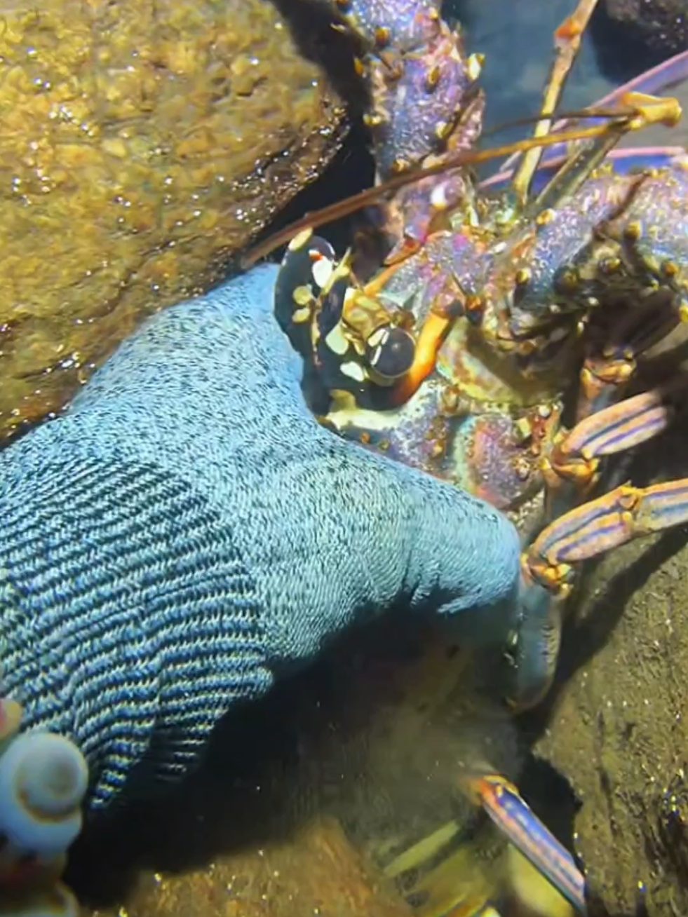 #diving #crab #catchthesea #seaside #seafood 