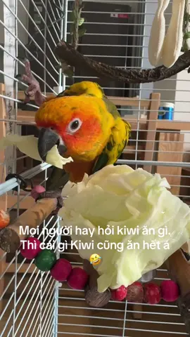 Các loại thực phẩm tuyệt đối k cho vẹt ăn: bơ, socola, trà, cafe, hạt táo. Thưc ăn mặn, ngọt, có gia vị tốt nhất k cho ăn. Nên ăn những loại rau củ quả, các loại hạt, bột chuyên dùng cho vẹt.  Kiwi có 1 khay hạt trộn trong lồng, hàng ngày gia đình ăn hoa quả gì cũng cho bé 1 miếng, rau thì mh hay cho bắp cải và rau muống, ngoài ra bột a21 ngày 2 bữa sáng tối tầm 4-5ml cho đỡ nghiền thôi á. Mấy thực phẩm k tốt cho vẹt mh tuyệt đối k cho xíu nào luôn á. Mh muốn em ở với tụi mh thật lâu thật lâu #sunconure #vẹt #parot #pets #animals 