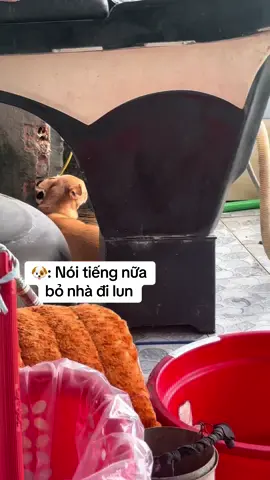 Dỗiiiii.                #teoangiang #meosoftiktok #tonminhteo #dogsoftiktokviral 