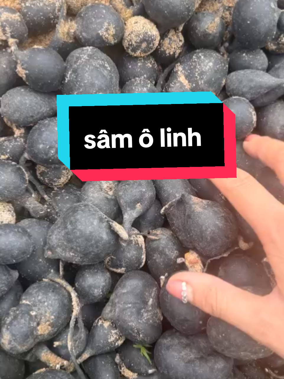 gom đk 1 ít ô linh đẹp lung linh  #samolinh  #thaoduoc