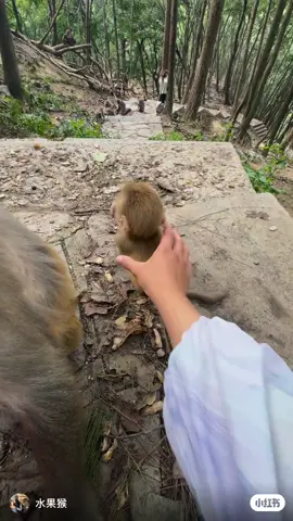 Monkeys have monkey babies#monkey 