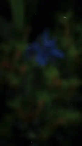 #fypシ゚ 