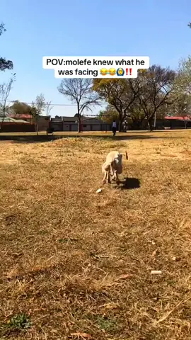 The end 🤣🤣 #pet #cat #dog #cute #animals #foryou #typ