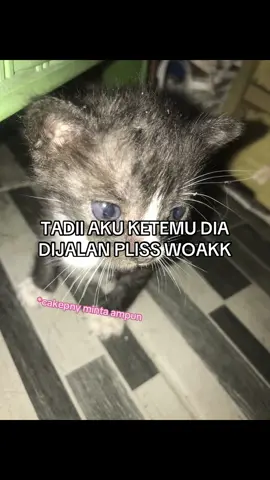 #fyppppppppppppppppppppppp #fyppagee #tiktokpelitfyp #foryou #kucingnyungsep #kiw #cihuyyy 
