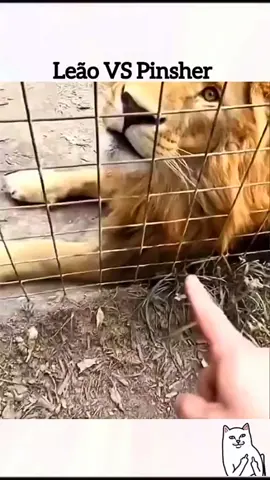 Funny animals 😂😂  #pet #cat #dog #cute #animals #foryou #typ