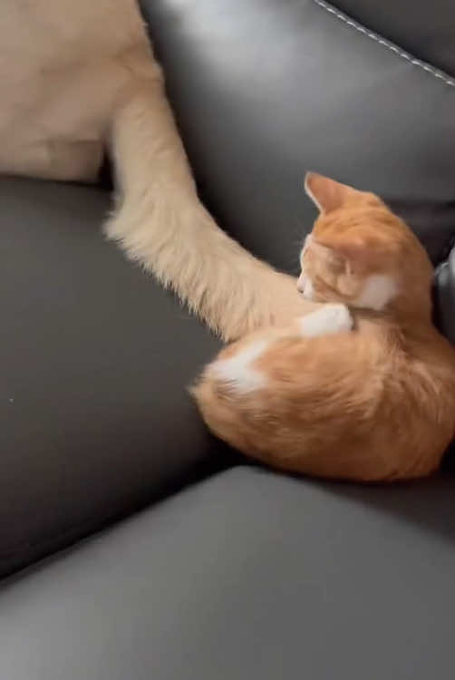 When a cat meets a dog#usa #usa_tiktok #foryou #funnyvideos #funnycat 