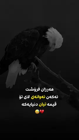 #اکسبلورررررررررررررررررررر❤🧸 #لایکۆ_فۆڵۆم_بکەن_بۆبەردەوام_بونم💙 #ئەکتیڤبن🥀🖤ـہہـ٨ــہ 