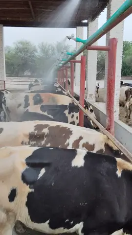 #RDF #foryou #cow #showerstep#standwithkashmir  RDF🐄