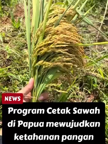 Cetak sawah dan irigasi percepat swasembada pangan di Papua dan seluruh negeri #cetaksawah #irigasi #swasembada #pangan #papuasehat