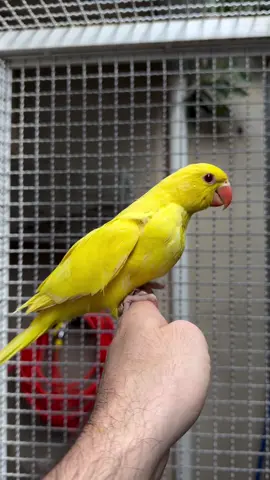 Yellow ringneck patha 💛❤🦜#500milonsviews #1milonaudition #fypggggggggggggggシ #yellowparrot #fypgggg @TikTok @TikTok Malaysia @TikTok Vietnam 