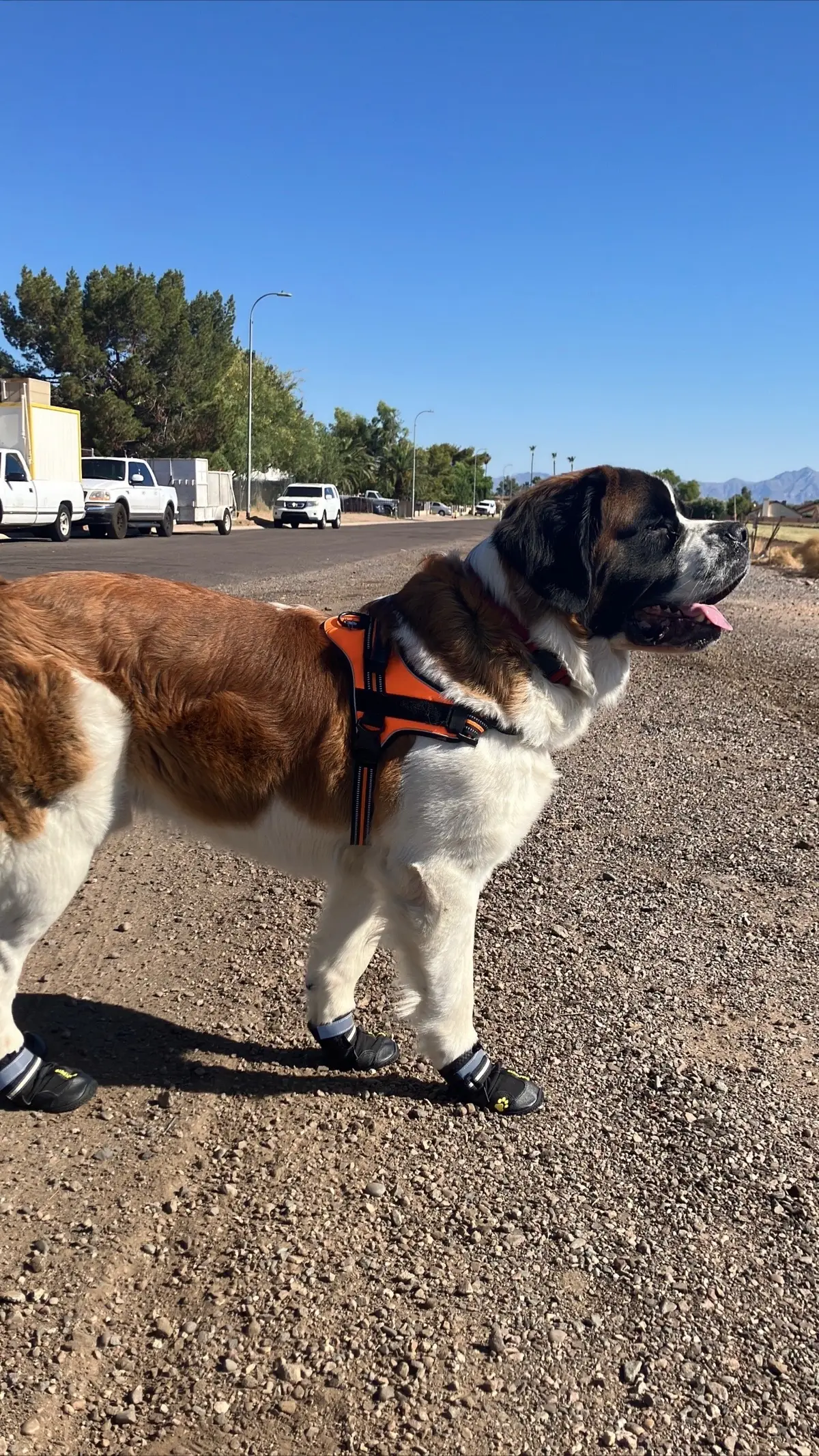#fyp #foryou #saintbernard 