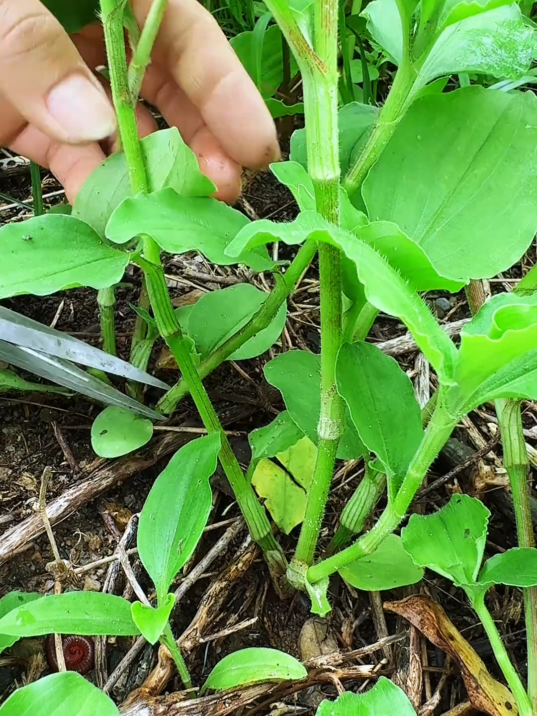 饭包草，也叫竹叶菜，南方常见的一种野菜#一日一植物 #草本 #美国 #大自然的馈赠 #上热搜 #越南 #海外 #男科
