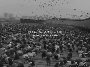 #dya_812 