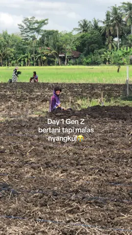 selain takut hitam gen z kalo bertani ternyata takut sakit pinggang😭🫵🏻  #petaniindonesia🇮🇩🇮🇩🇮🇩🌿🌿 #petanimuda #petanigenz #petanimilenial #petanicabai 