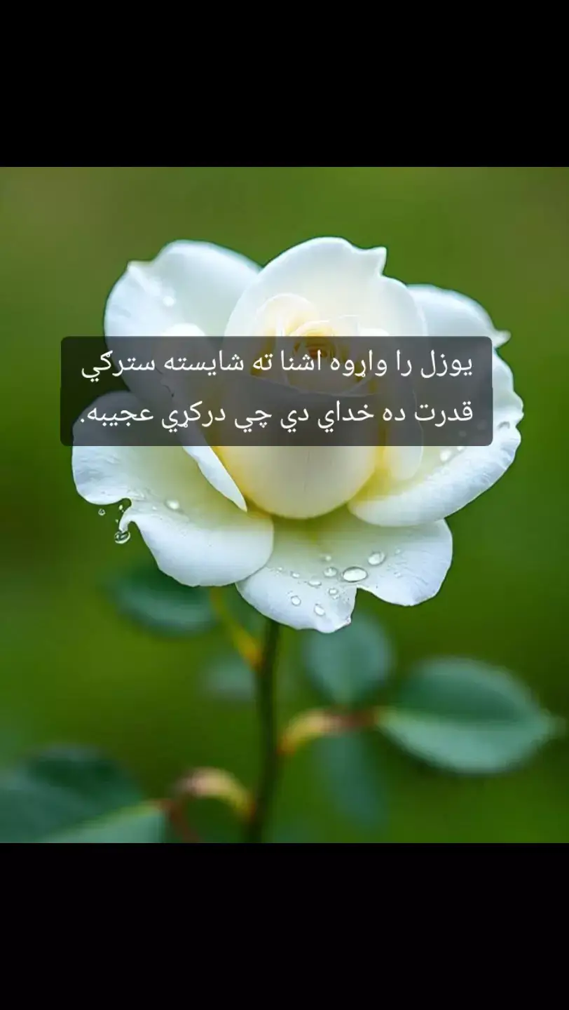 يوزل را واړوه اشنا ته شايسته سترګي قدرت ده خداي دي چي درکړي عجيبه